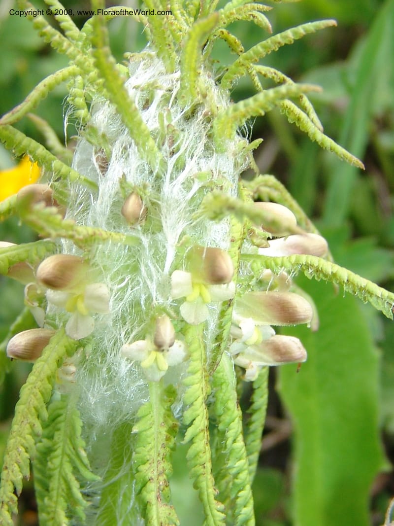 Pedicularis--Georgia. Vic. of Tskhrats'karo Pass. 7 Jun 05. 280.jpg