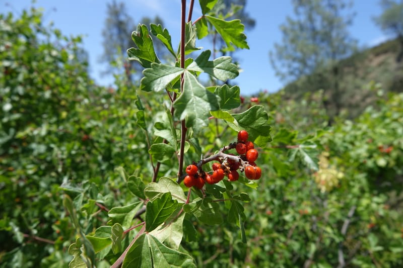 Rhus aromatica, C. Davidson 13590--CA. Tehama Co. W of Vestal Rd. on Hwy 36. 6 June 2017. DSC01078 (32).JPG