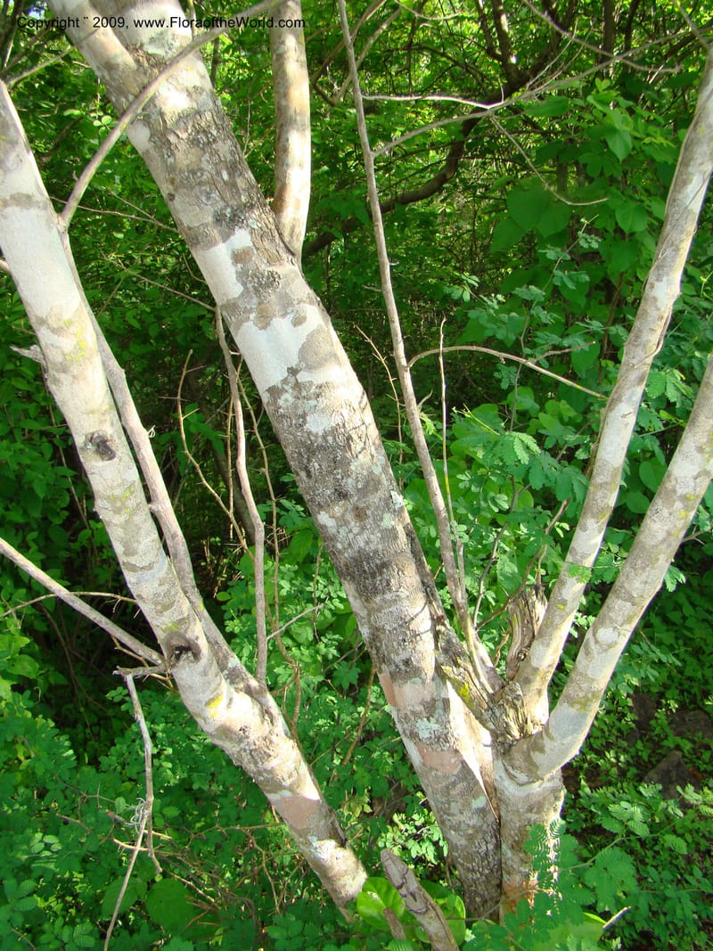 Croton, WDStevens27296--Nicaragua. Matagalpa. Kukamonga N of Esteli. 17 Jun 08. 137.jpg