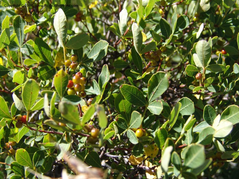Rhus--So.Africa. E.Cape. Joubert's Pass, SE of Lady Gray. 9 Mch 05. 063.jpg