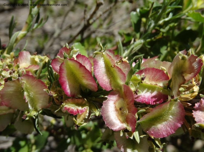 Tetraglochin alatum, Davidson, C 12788--Chile. Ruta 115, to Laguna del Maule. 24 Nov 2014. DSC07486 (296).JPG
