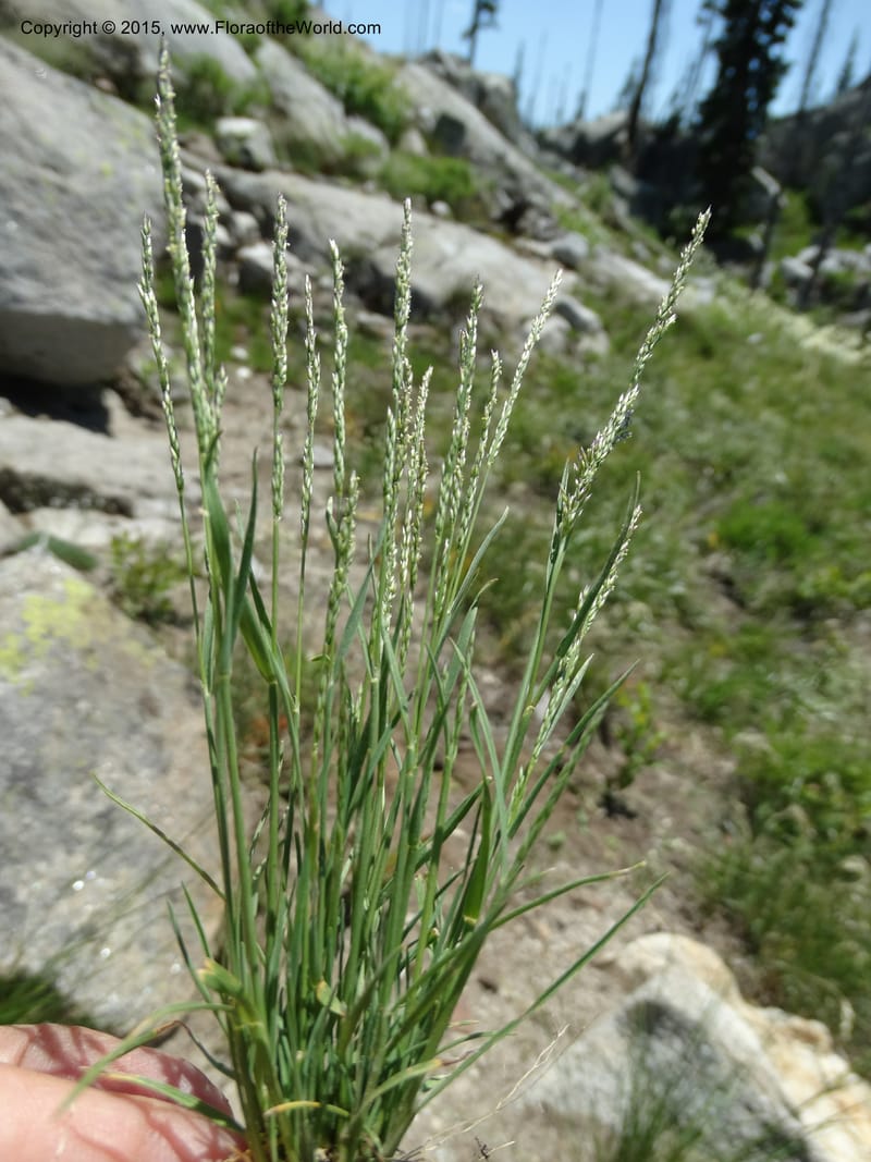 Sporobolus, Davidson, C 12579--Idaho. Valley Co. Lick Cr. Summit. 14 Jul 2014.  (134).JPG
