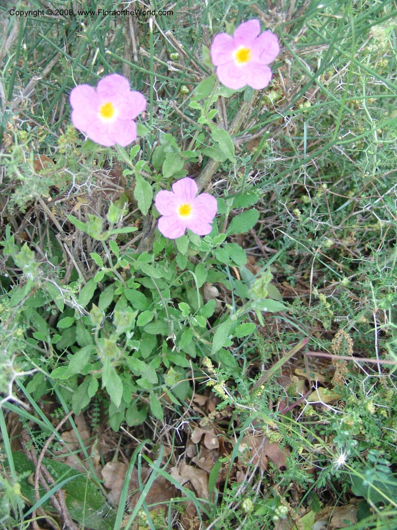 Cistus creticus--Crete. Ep. Kisamos. Sirikari Gorge. 25 May 05. 059.jpg