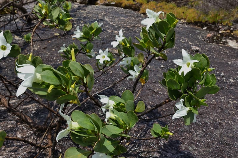 Anthocercis viscosa, Davidson, C 13498--Australia. W. A. Two People's Bay Nat. Res. 29 Oct 2016. DSC06475 (75).JPG