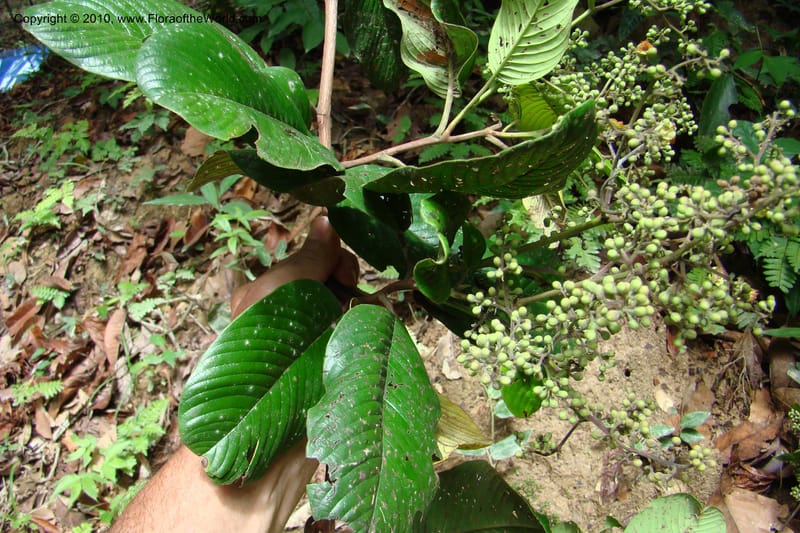 Tetracera, Vasquez 34802--Peru. Loreto. Dist. Nauta. Miraflores, Rio Tigre. 10 Nov 08. 546 (25).jpg