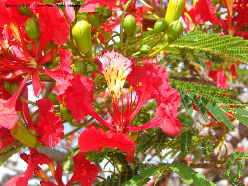 Delonix regia, ROR1560--Madag. Prov. Antsir. Orangea For. Pres. 9 Nov 06. 220 (4).jpg