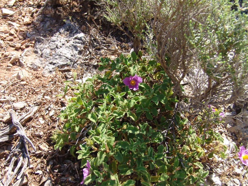 Cistus creticus--Crete. Ep. Kydonia. Akrotiri. Trail Gouvernetos . 23 May 05. 029.jpg