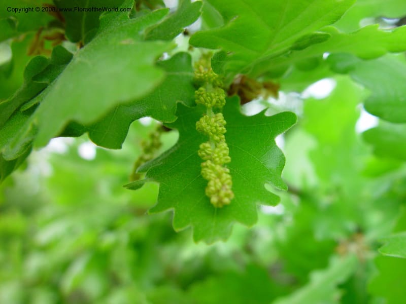 Quercus--Italy. Abruzzo.  Eremi di San Bartolome, Roccamorice. 10 May 02. 044.jpg