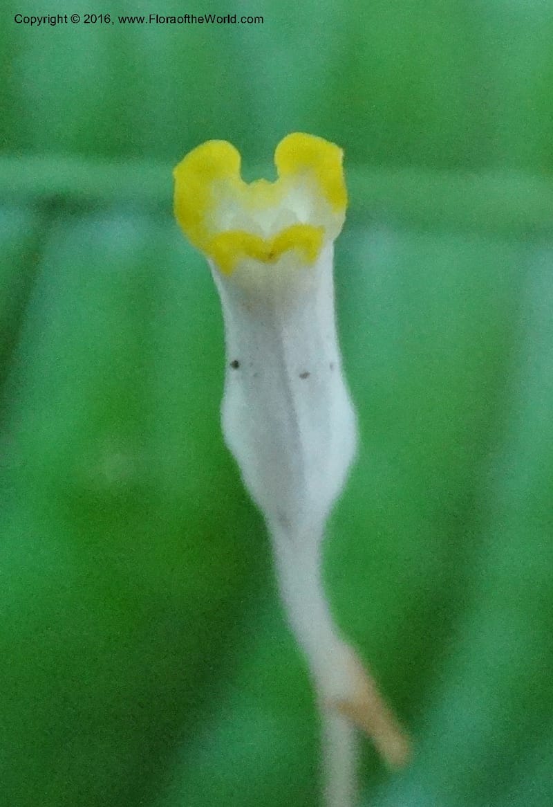 Gymnosiphon, Davidson, C 12890--Sabah. Sapa Paya For. Res. 23 Mar 2015. DSC00001 (186).JPG