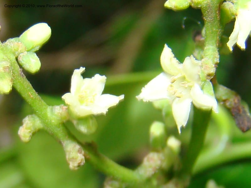 Citronella costaricensis, B. Hammel 24577--Costa Rica. Hered. Volcan Barva. 9 Apr 08. 361 (4).jpg