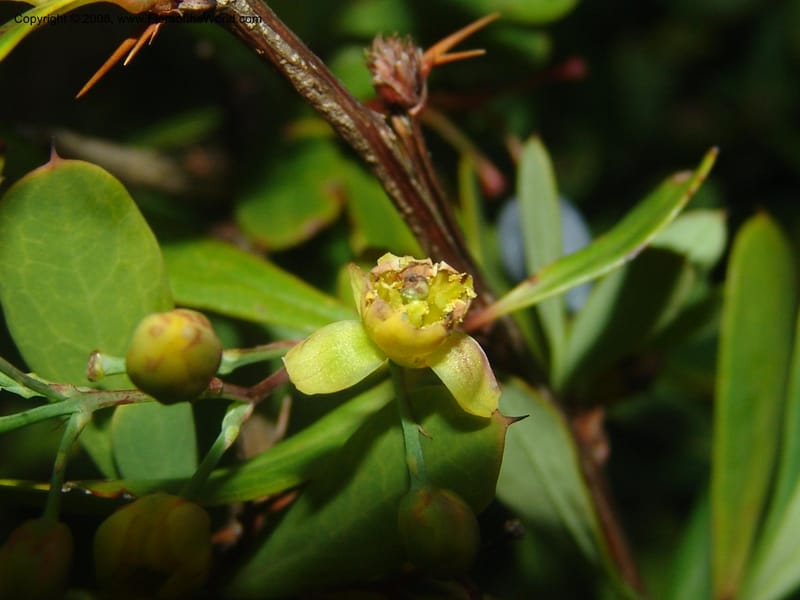 Berberis holstii--So.Africa. Mpumal. J.Burrows garden at Buffelskloof. 17 Mch 05. 470.jpg
