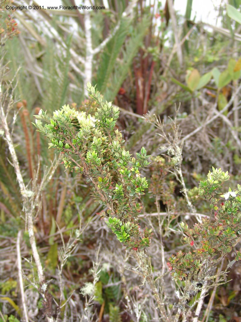 Myrteola phylicoides var. glabrata, RVasquez31446--Peru. Prov. Oxapampa. Bosque de Sho'llet. 11 Oct 06. 436.jpg