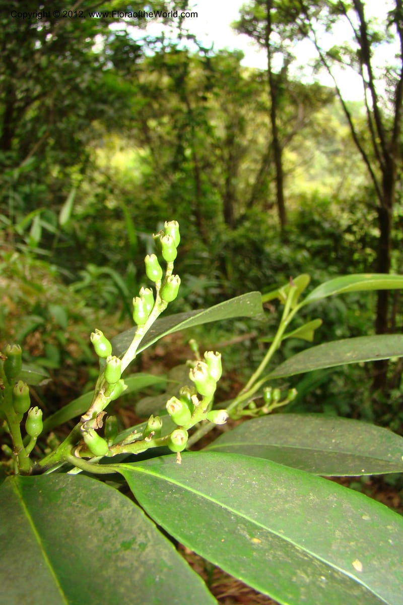 Symplocos, Regalado 1755--Viet Nam. Thua Thien Hue Prov. Phu Loc Distr. Bach Ma. 13 Apr 09. 466.jpg