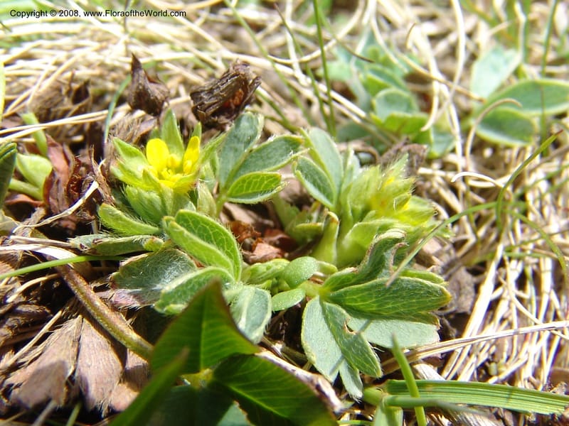 Sibbaldia semiglabra-Georgia. Vic. of Tskhrats'karo Pass. 7 Jun 05. 127.jpg