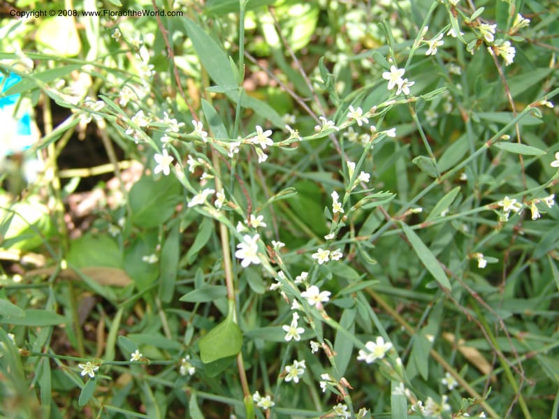 Polygonum equisetiforme--France. Paris. Jardin des Plantes. 4 Sep 07. 364.jpg