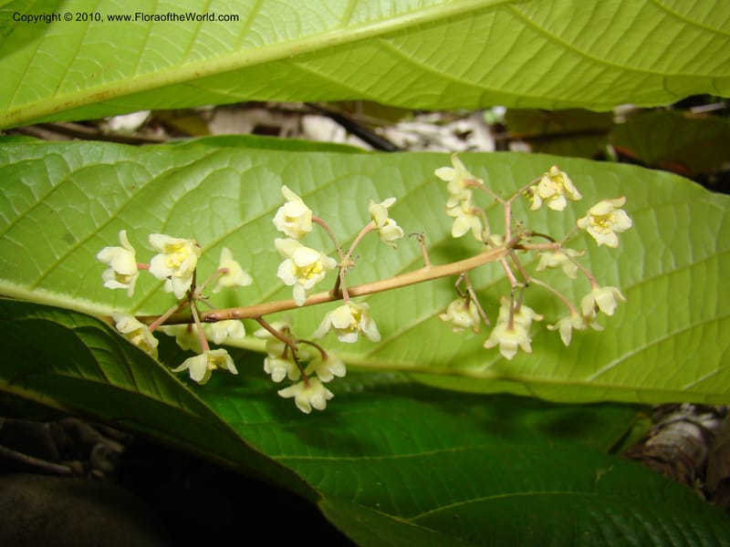 Ocotea valerioides, B. Hammel 24650--Costa Rica. Prov. Limon. Selva Bananito Lodge. 12 Apr 08. 267 (10).jpg