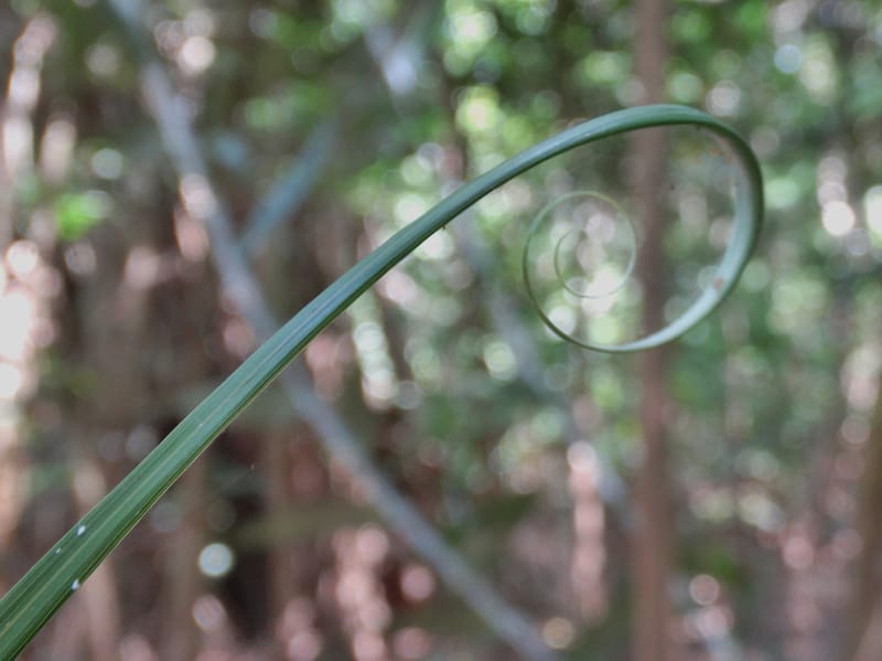 Flagellaria, Callmander, M 1254--New Caledonia. Nehoue Forest. 17 Nov 2015. DSC03041 (220).JPG