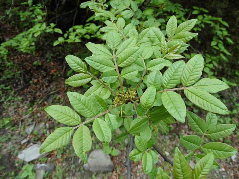 Zanthoxylum bungeanum, Boufford, D 43737--China. Sichuan. XinZhaZi Gou. 14 May 2014. DSC06426 (63).JPG