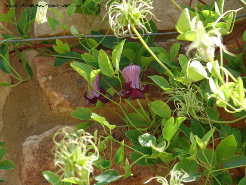 Clematis pitcheri--TX. Johnson Wildflower Center. 13 Jun 04. 001.jpg