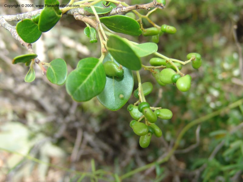 Apodytes dimidiata--So.Africa. E. Cape. Uitenhage Nat. Res. 6 Mch 05. 108.jpg