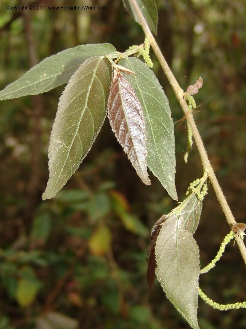 Acalypha diversifolia, AraujoM2900--Bolivia. F. Tamayo. Rio Machariapu. Limon. 17 Sep 06.  125 (1).jpg