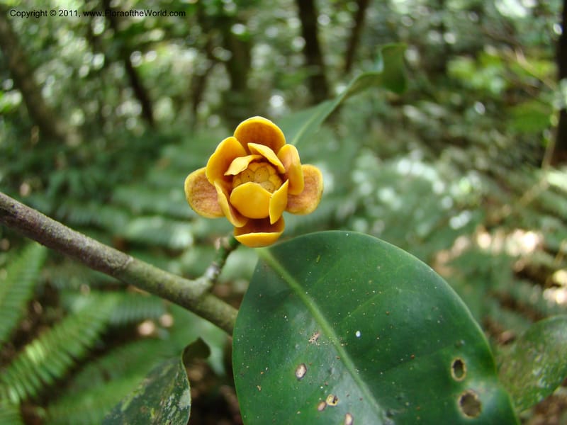 Zygogynum,  Munzinger, J 4868--New Caledonia, Dogny, 19 Nov 2007, 280 (6).jpg