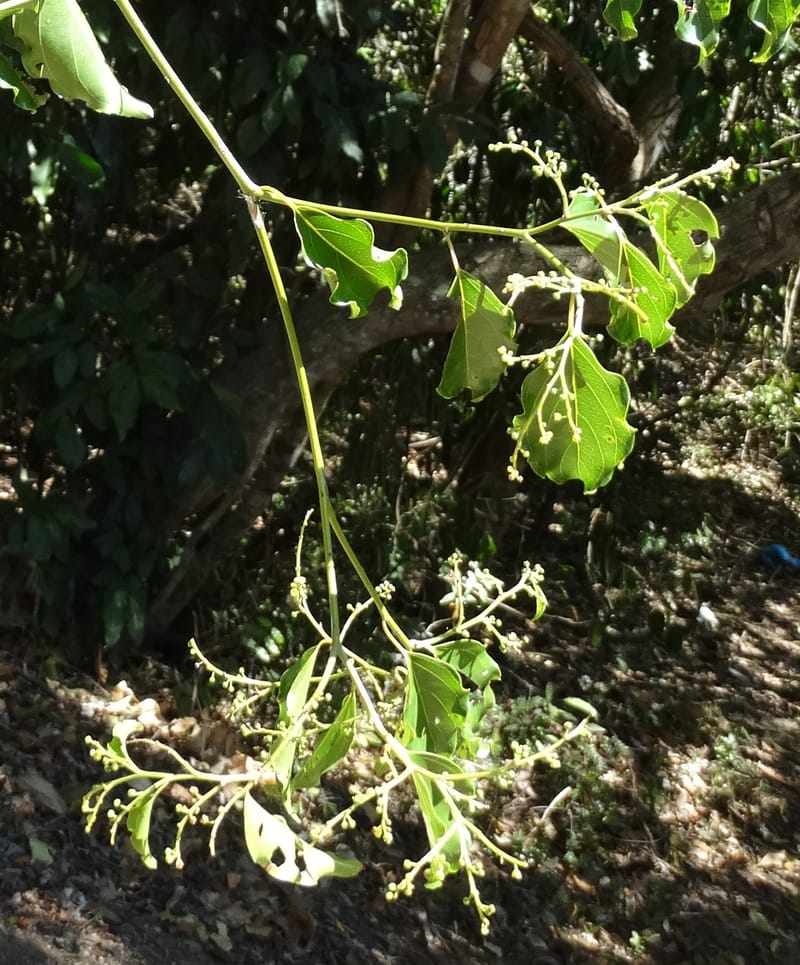 Ventilago, Bruy, D 114--New Caledonia. Tina. 10 Nov 2015. DSC00610 (121).JPG