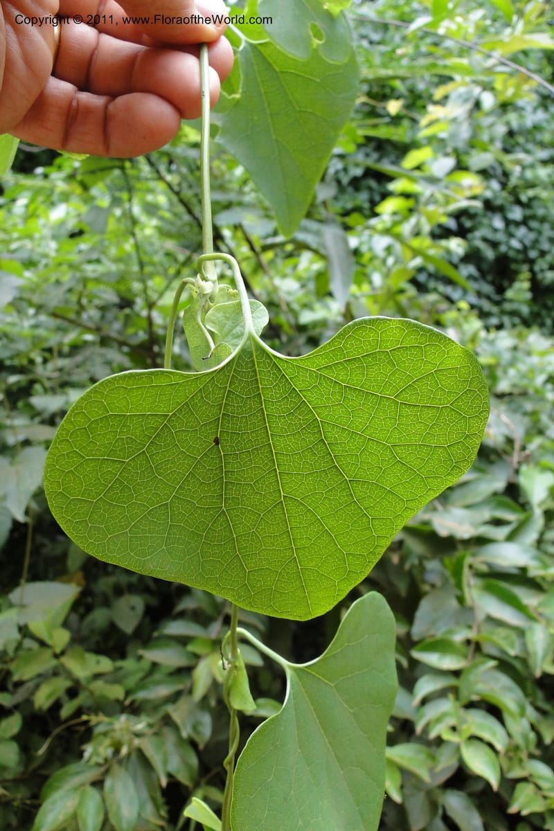 Aristolochia, W. D. Stevens 30958--Paraguay. Edo. Guaira. Res. Ybytyruzu. 10 Mar 2011. 283 (3).jpg