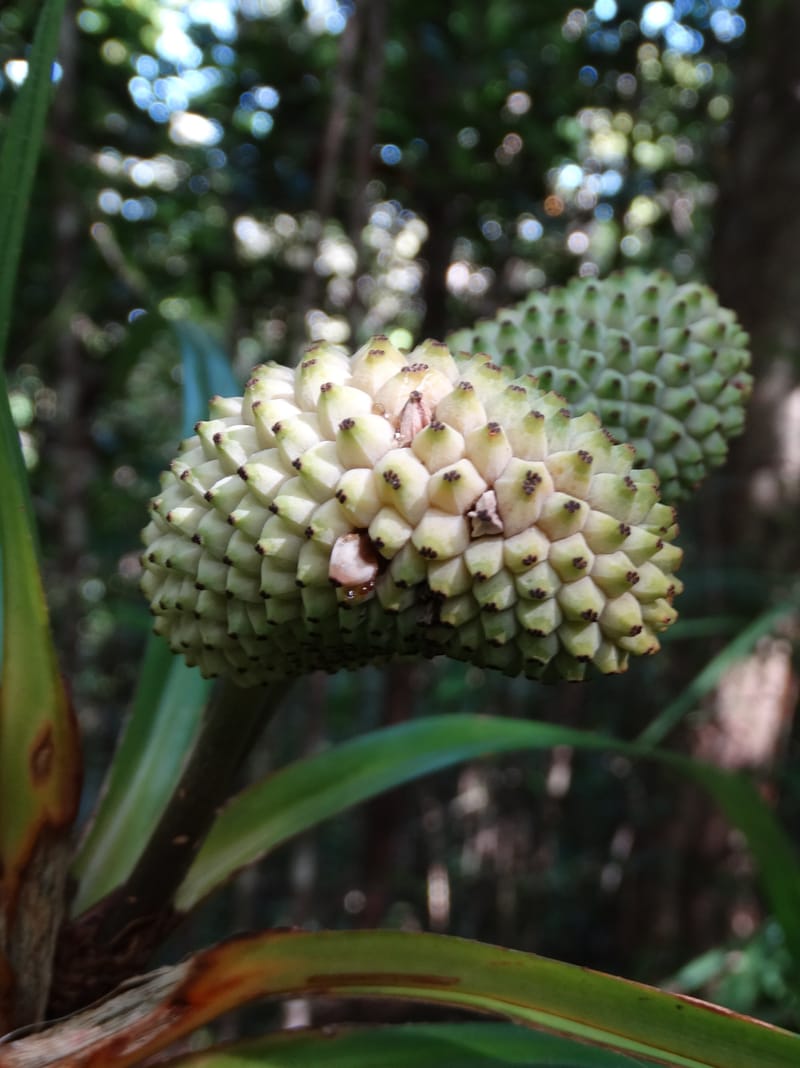 Freycinetia, Callmander, M 1234--New Caledonia. Haute Robinson. 11 Nov. 2015. DSC00909 (424).JPG