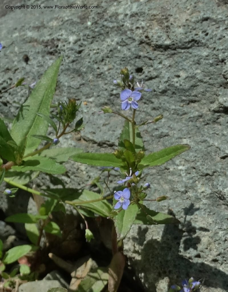 Veronica americana, Davidson, C 12583--ID. Idaho Co. Rd. to Seven Devils. Small Cr. 15 Jul 2014. DSC00072 (9).JPG