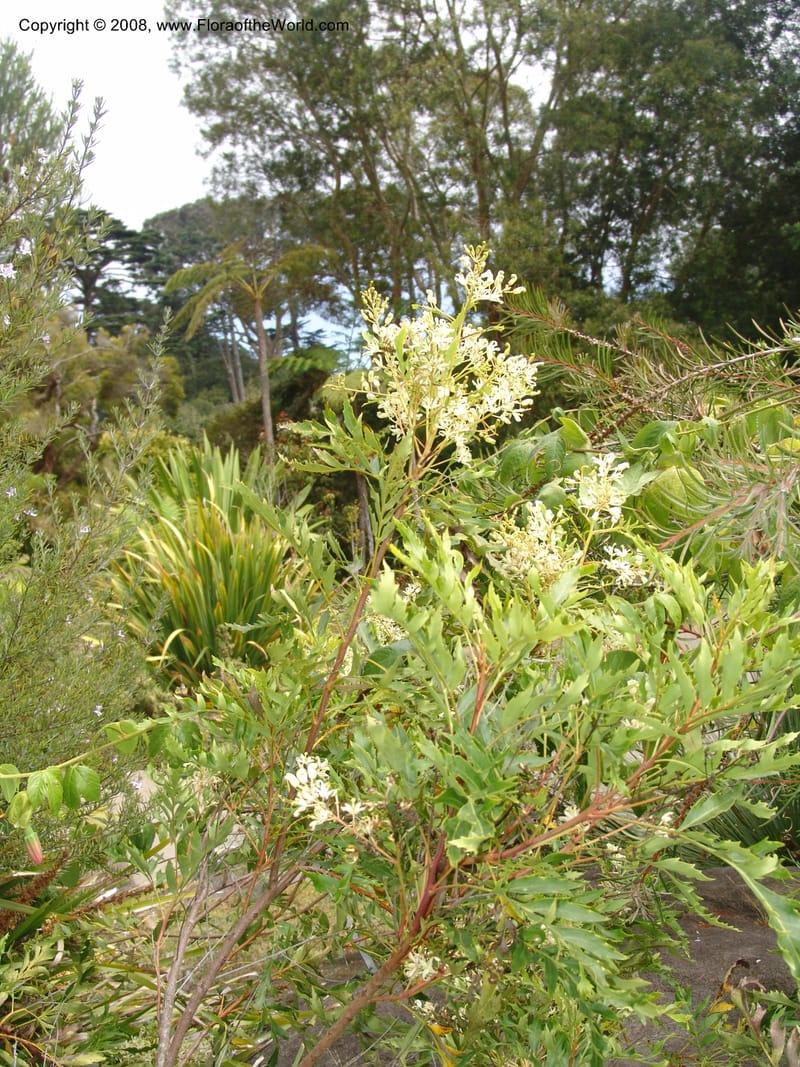 Lomatia fraxinifolia, s.n.--CA. San Francisco Arboretum. 9 Aug 07. 468.jpg