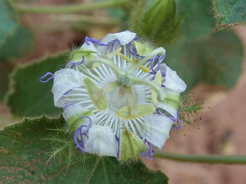 Passiflora foetida, Fortunato 13198--Argentina. Hwy 150 S of San Augustin. 9 Feb 2018. DSC09845 (2).JPG