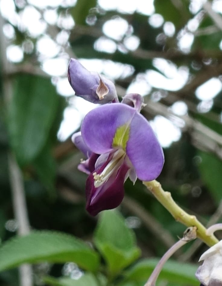 Callerya megasperma, Davidson, C 13335--Australia. Qld. Austinville Rd. 17 Oct 2016. DSC02741 (28).JPG