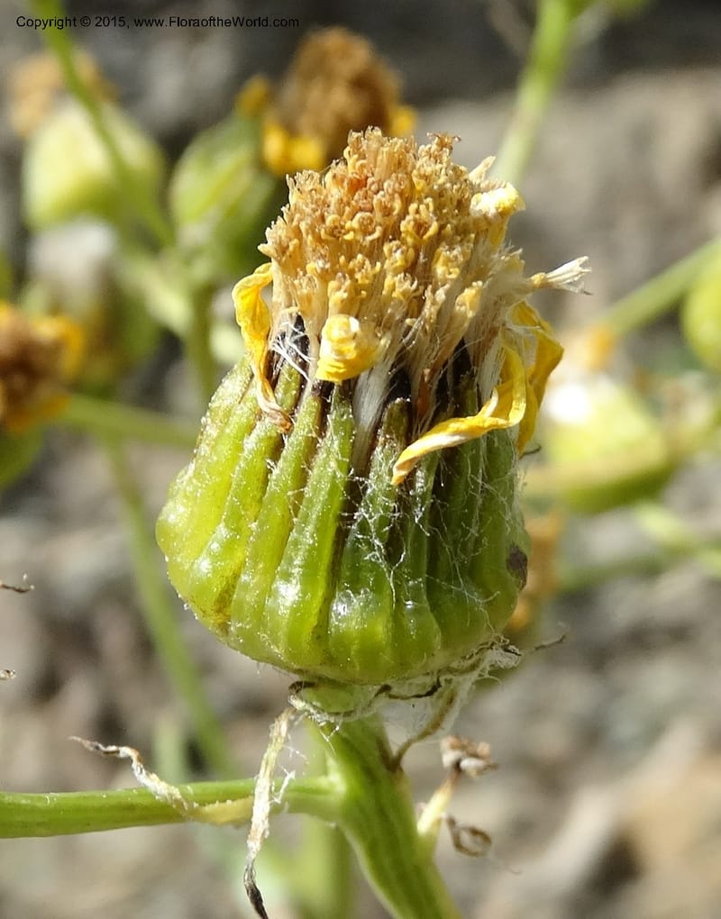 Senecio, Davidson, C 12598--ID. Idaho Co. Seven Devils Camp Ground. 15 Jul 2014. DSC00113 (316).JPG