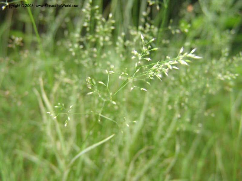 Agrostis scabra, CDavidson11119--ID. Adams Co. For. Serv. Rd. 453, to Goose Lk. 20 Jul 07. 228.jpg