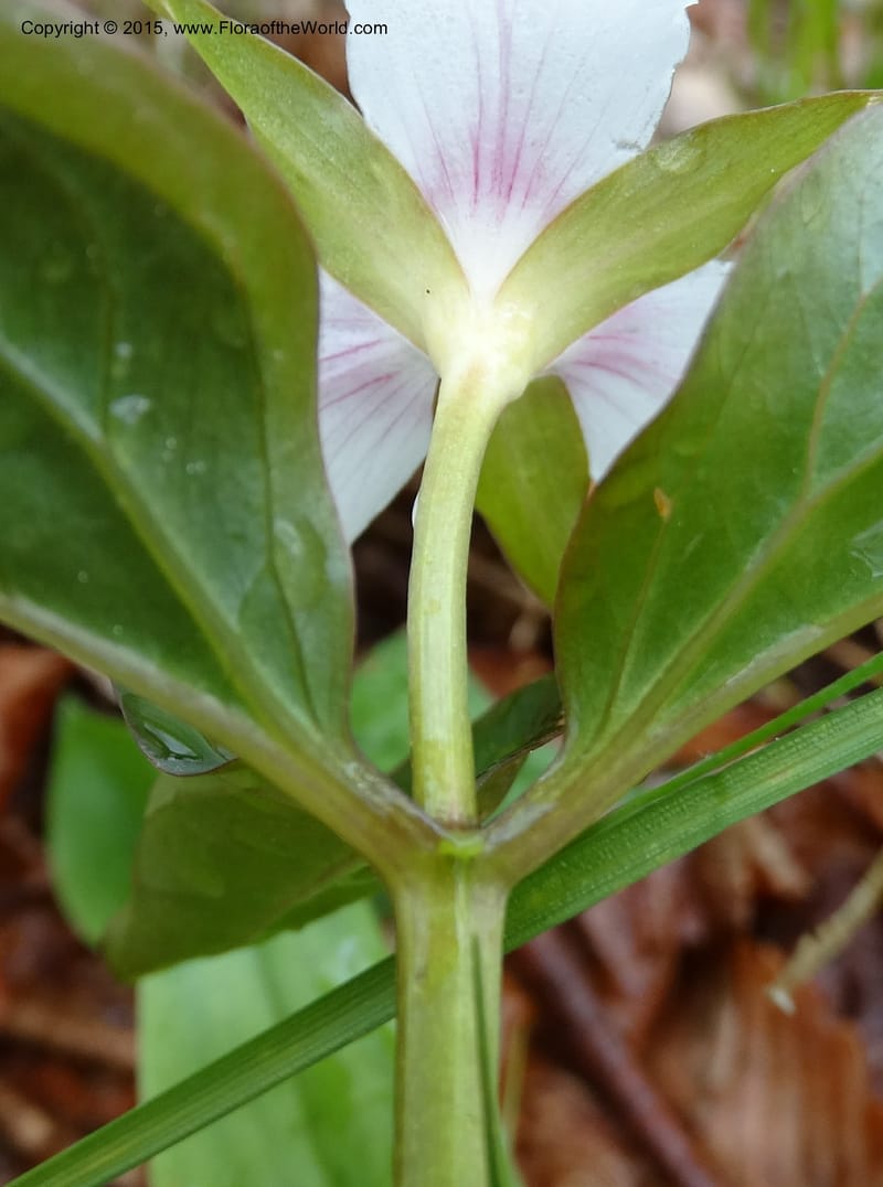 Trillium undulatum, Davidson, C 12959--North Carolina. Trans. Co. Devil's Courthouse View. 12 May 2015. DSC04151 (84).JPG
