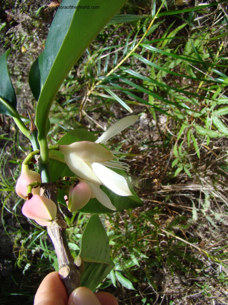 Crossostylis grandiflora,  Munzinger, J 4754--New Caledonia, Prov N, Les Trois Creeks,  13 Nov 2007, 024 (5).jpg