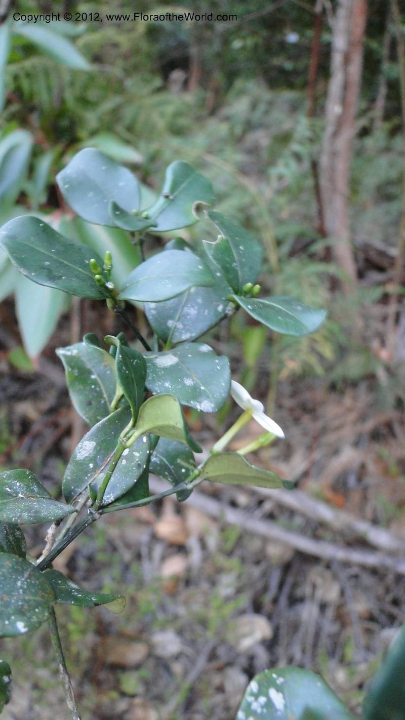Petchia, N. Manjato 193--Madagascar. E of Ambositra toward Antoetra. 2 May 2010 407 (6).jpg