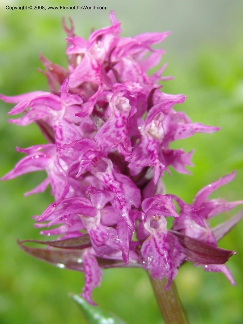 Dactylorhiza euxina--Georgia. 2 km S of Bakuriani, rd to Khrats'koros. 6 Jun 05. 048.jpg
