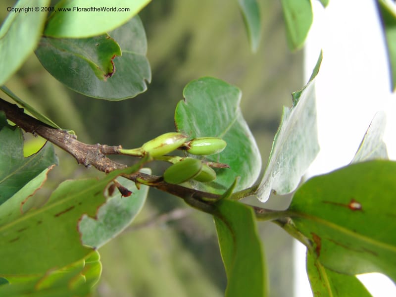 Erythroxylum pictum--So.Africa. E. Cape. Umtamvuna Nat. Res. 11 Mch 05. 256.jpg