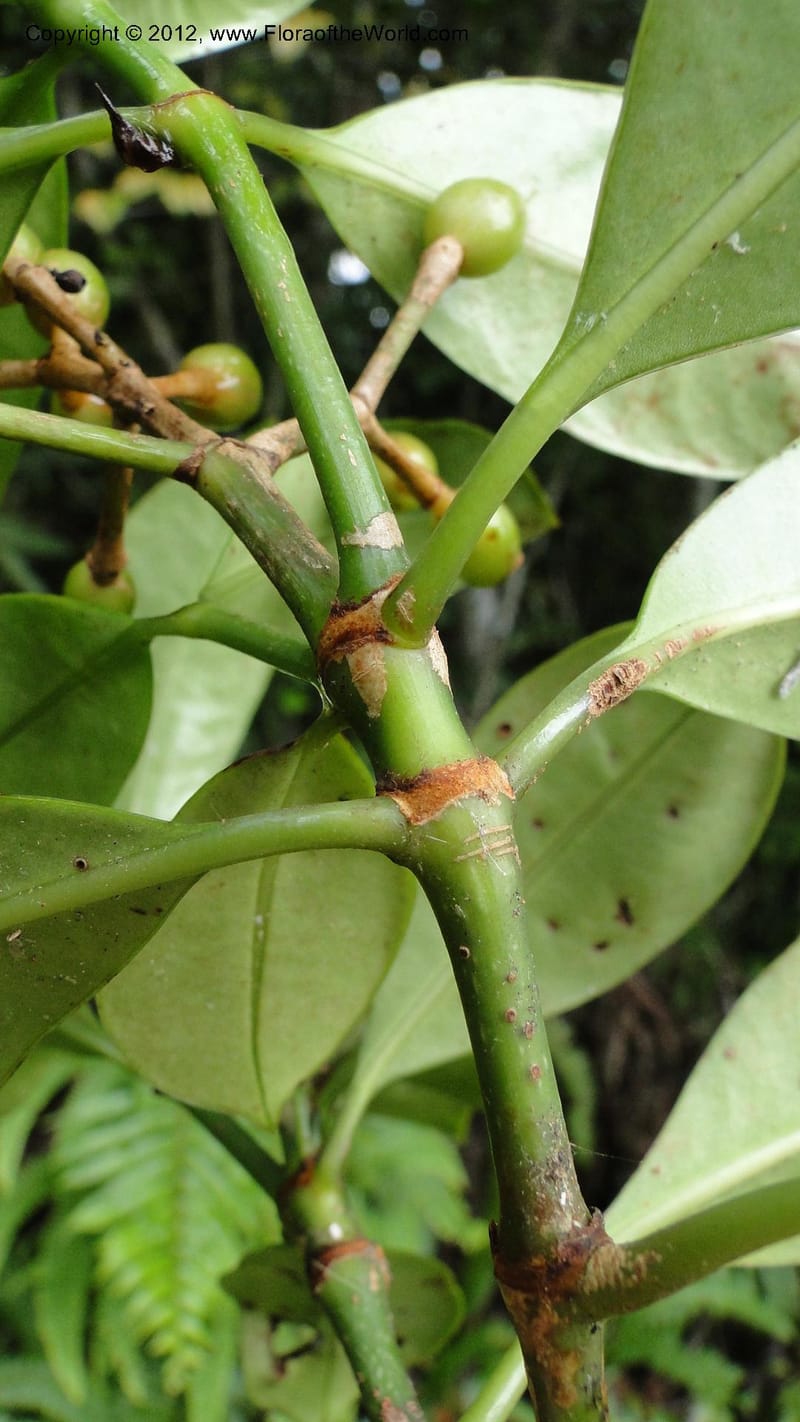 Chassalia acutiflora, A. Ramahefaharivelo 165--Madagascar. Ambolotara. Ambodini, Vatovavy. 3 May 2010. 009 (19).jpg