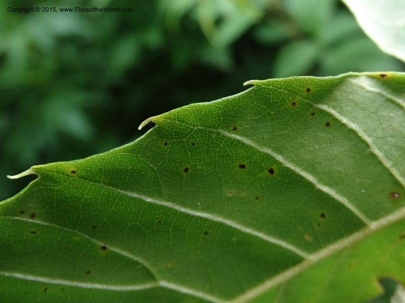 Close-up of toothed leaf margin with prominent veins