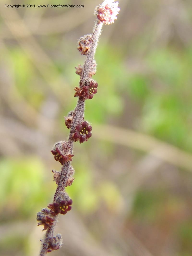 Dioscorea, ZRogers1149--Madag. Prov. Antsir. Sahafary, Analankary. 8 Nov 06. 543.jpg