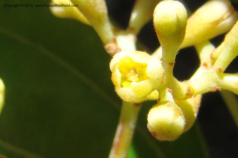Cinnamomum, Regalado 1744--Viet Nam. Thua Thien Hue Prov. Phu Loc Distr. Bach Ma. 13Apr 09. 279.jpg
