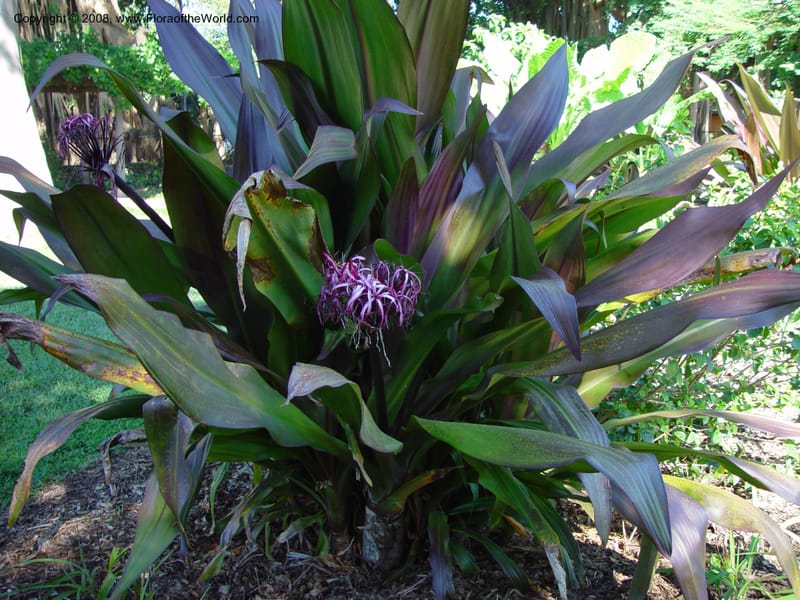 Crinum asiaticum, 991547 A--FL. Fairchild Tropical Gard. 15 Jan 03. 016.jpg