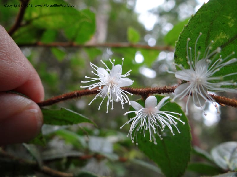 Symplocos, SAN.153214--Malaysia, Sabah. Mt. Kinabalu. 5 Apr 2012. DSC06767 (244).JPG