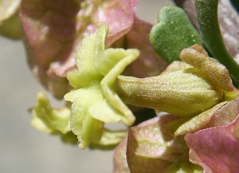 Bougainvillea spinosa, Fortunato 13089--Argentina. Hwy 150 W of Jachal. 5 Feb 2018. DSC08346 (107).JPG