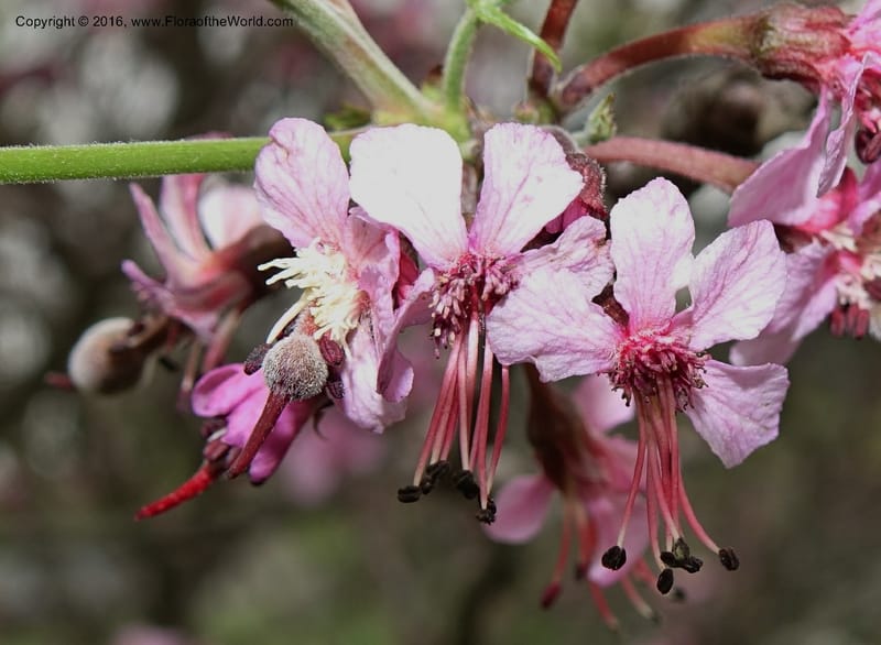 Ungnadia speciosa, Davidson, C 13072--Texas. Galveston. 18 Mar 2016. DSC00038 (34).JPG