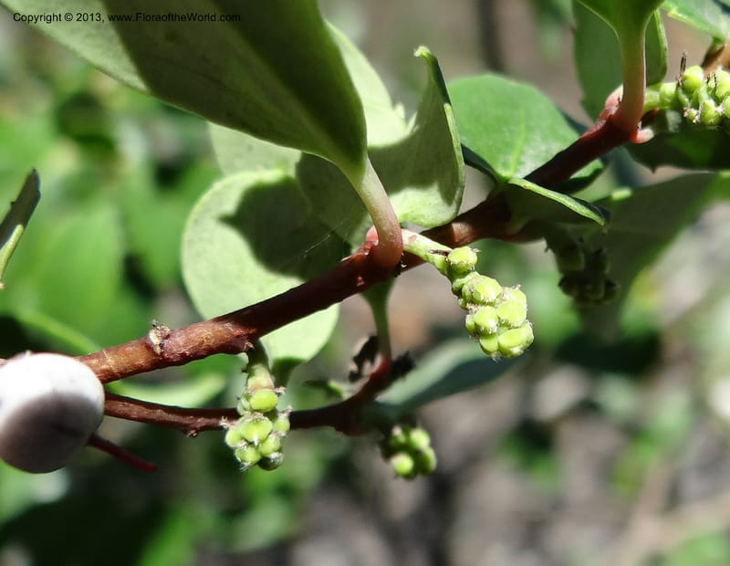 Azara, WDS 34089--Chile. Pte. Polcura.  Odom 11.6. 17 Feb 2013. DSC01159 (151).JPG