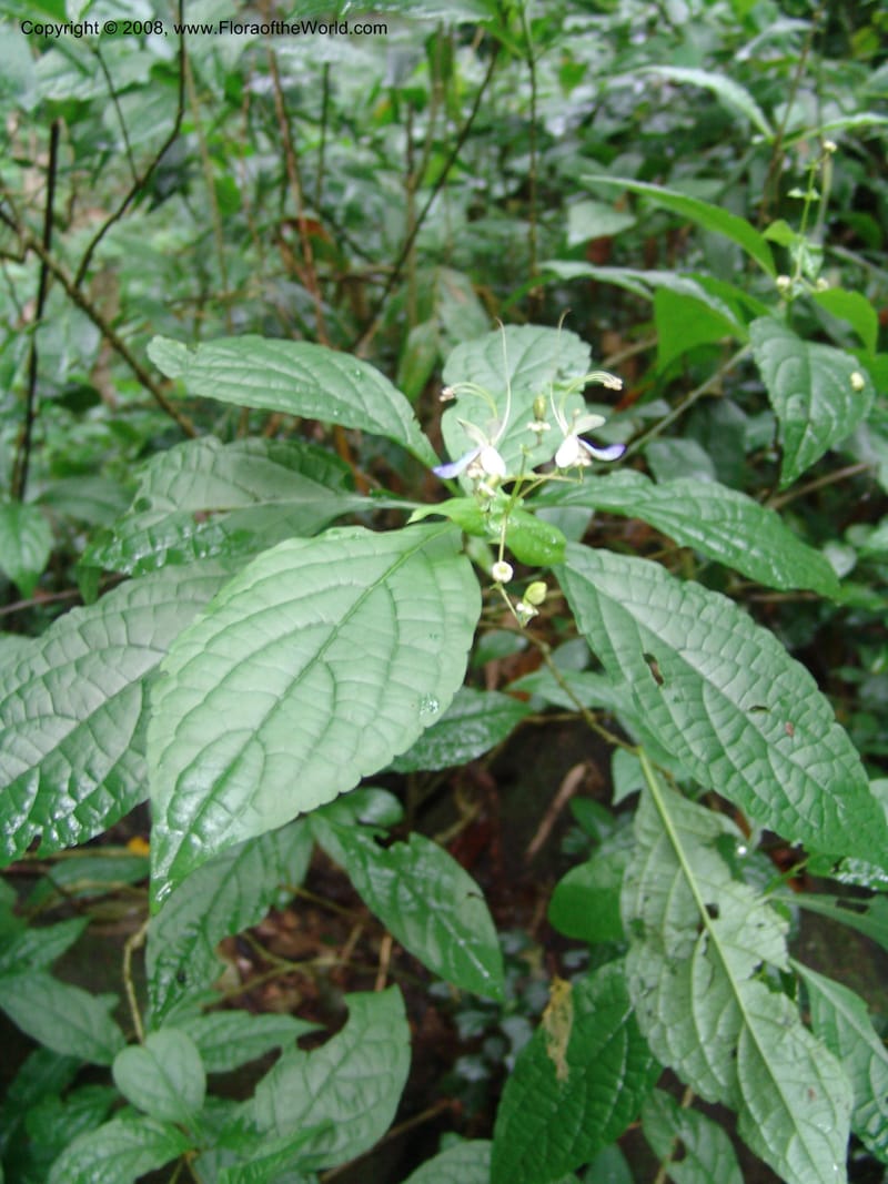 Clerodendrum--Tanzania. Amani Nature Reserve. 29 Jun 04. 090.jpg